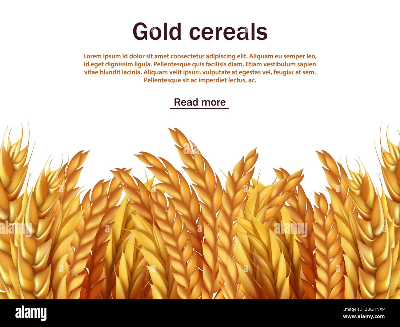 Realistic cereals vector background template. Ears of rye, wheat, barley isolated on white backdrop. Agriculture cereal plant, seed and grain harvest illustration Stock Vector