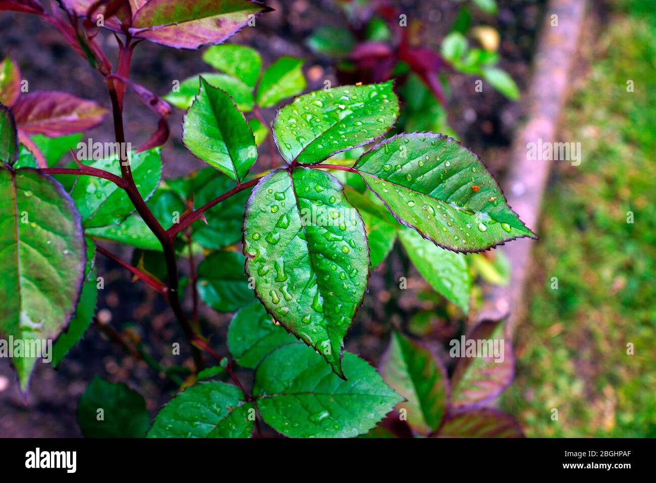 SPRING ROSE LEAVES AFTER RAIN. Stock Photo