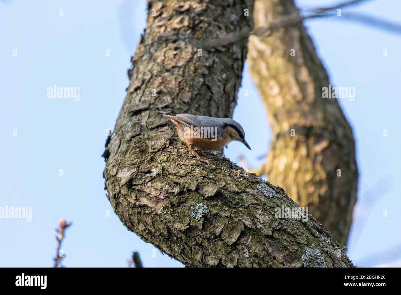 A nuthatch in the branches of an old oak tree Stock Photo