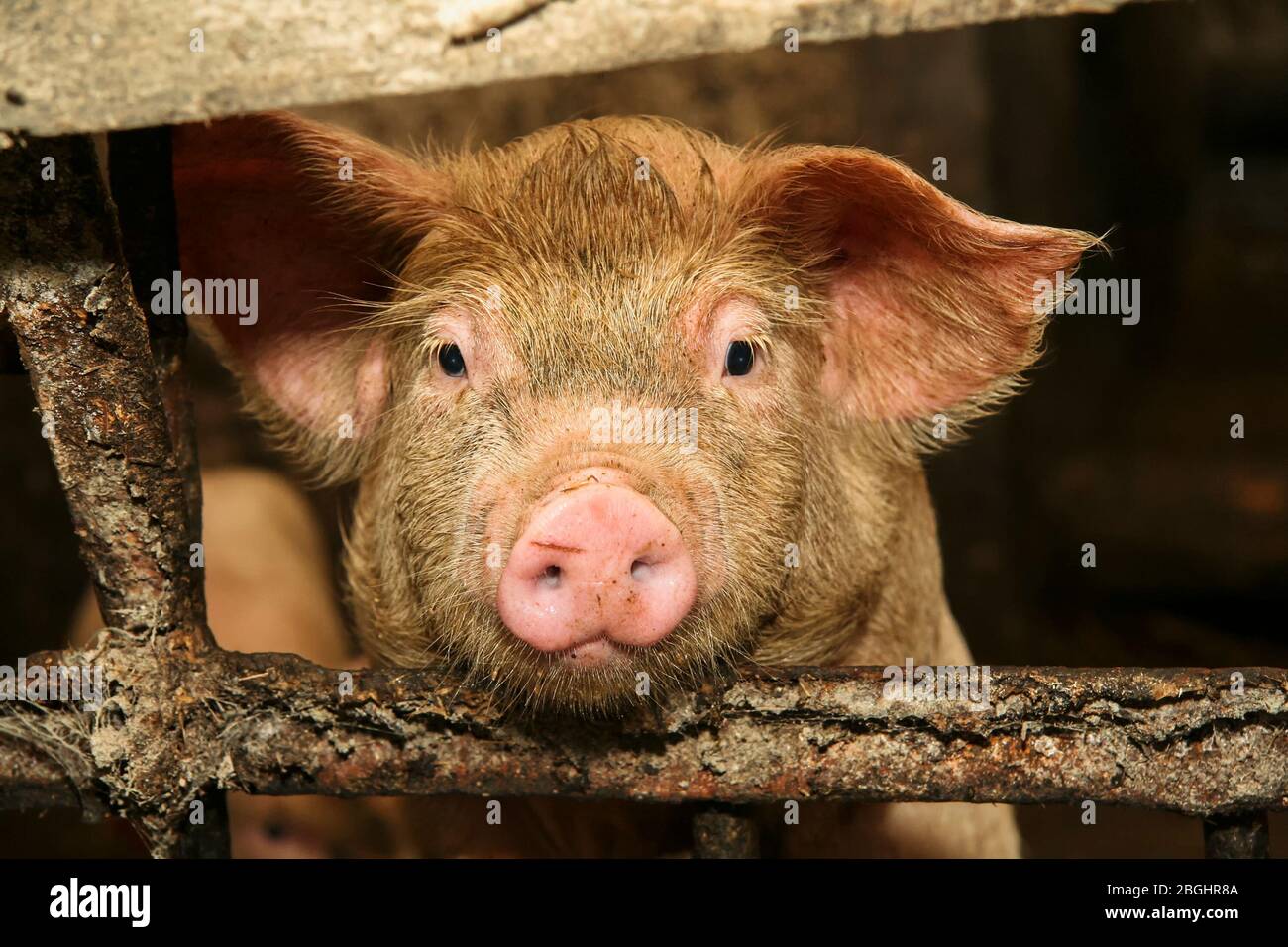 Pig face close up portrait. Stock Photo