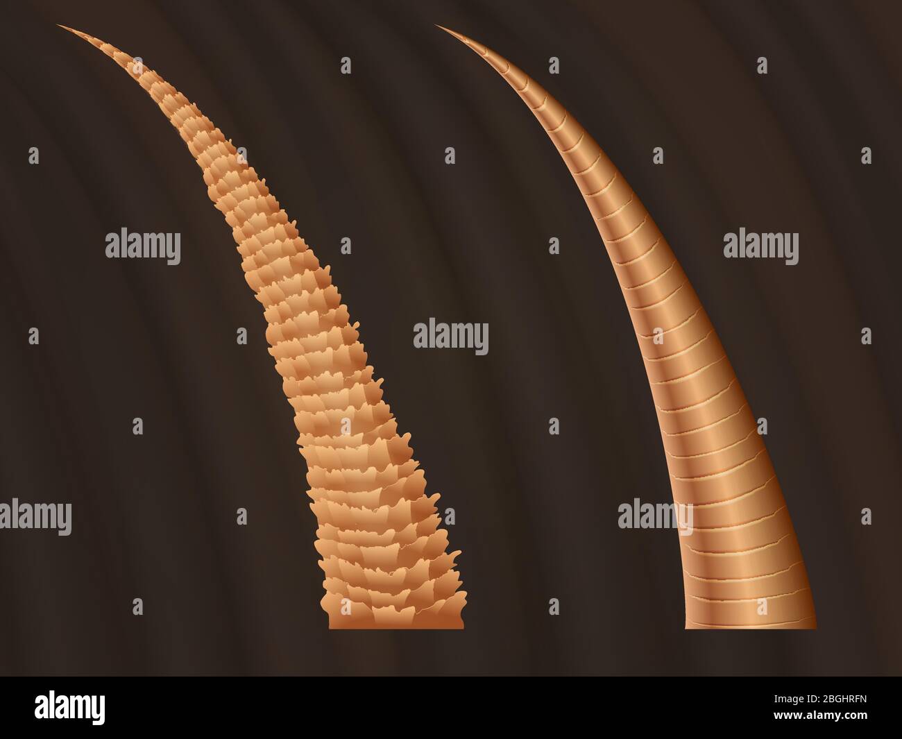 Closeup anatomy of damaged ragged hair and normal smooth hairs. Vector