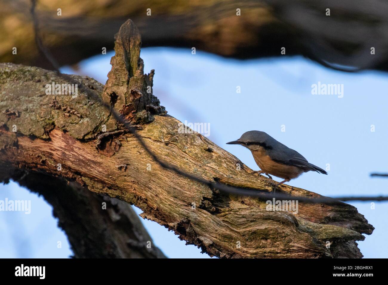 An inquisitive nuthatch searching a rotten branch for food Stock Photo