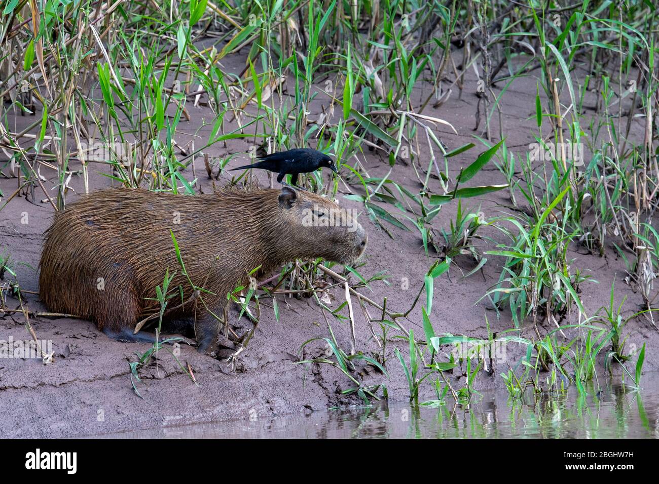 Capybara family on bank of river in the Amazon Forest, Peru Stock Photo