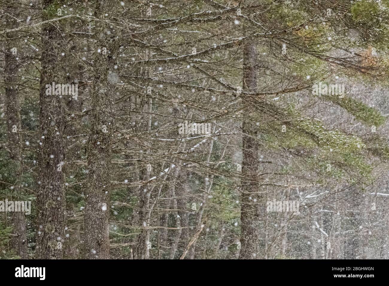 Snow falling on Eastern White Pines, Pinus strobus, on a winter day near Whitefish Point in the Upper Peninsula, Michigan, USA Stock Photo
