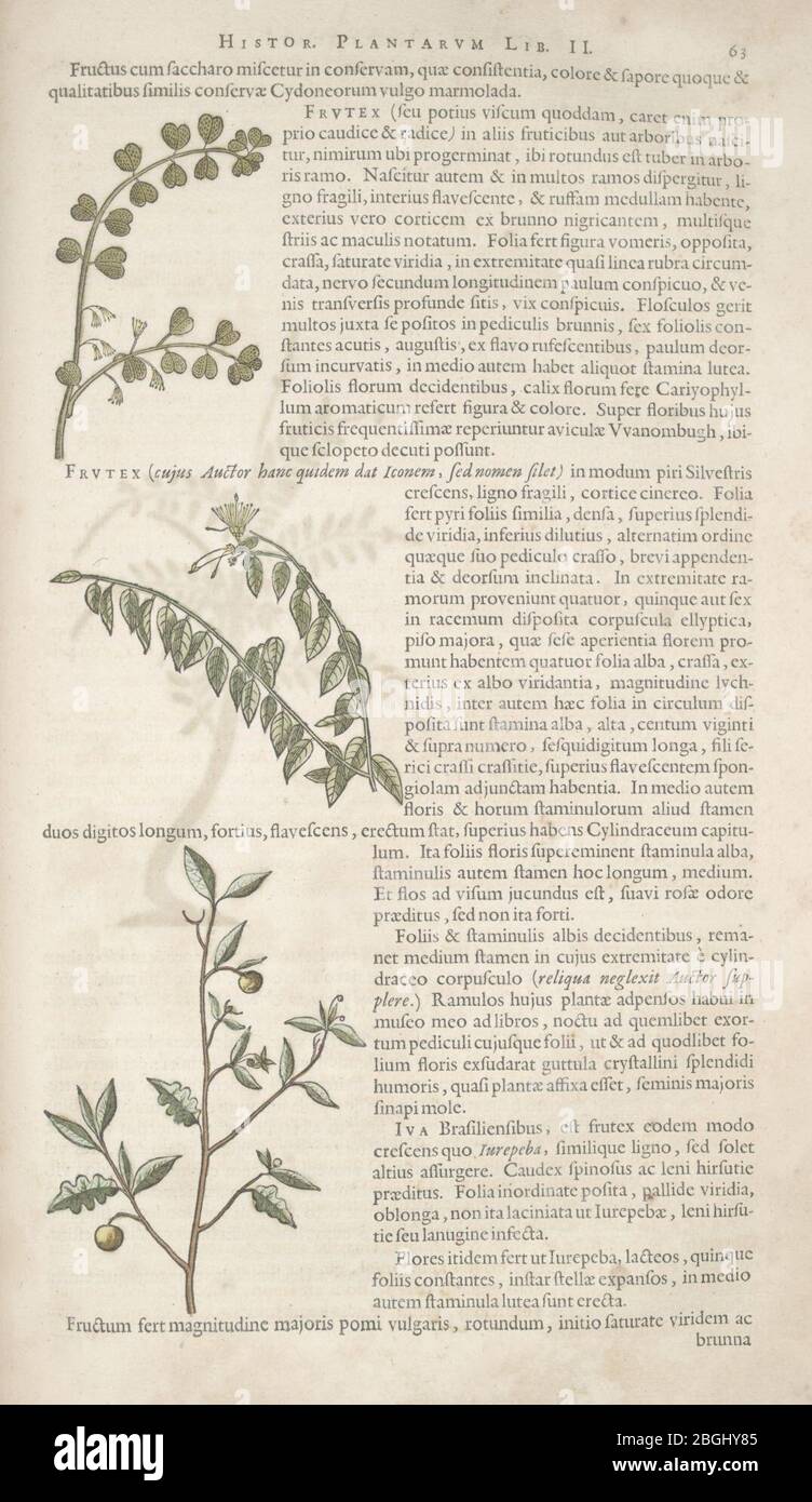 Historia naturalis Brasiliae (Page 63 Stock Photo Alamy