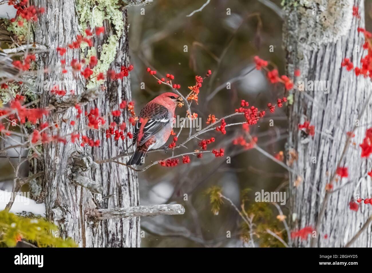 Male Pine Grosbeak, Pinicola enucleator, feeding on Winterberry, Ilex verticillata, with its sticky seeds in Northen White Cedar swamp in Upper Penins Stock Photo