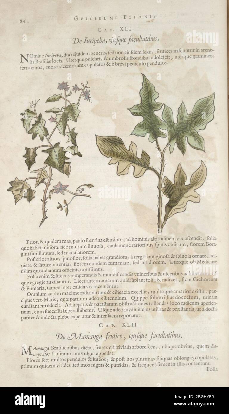 Historia naturalis Brasiliae (Page 84 Stock Photo Alamy