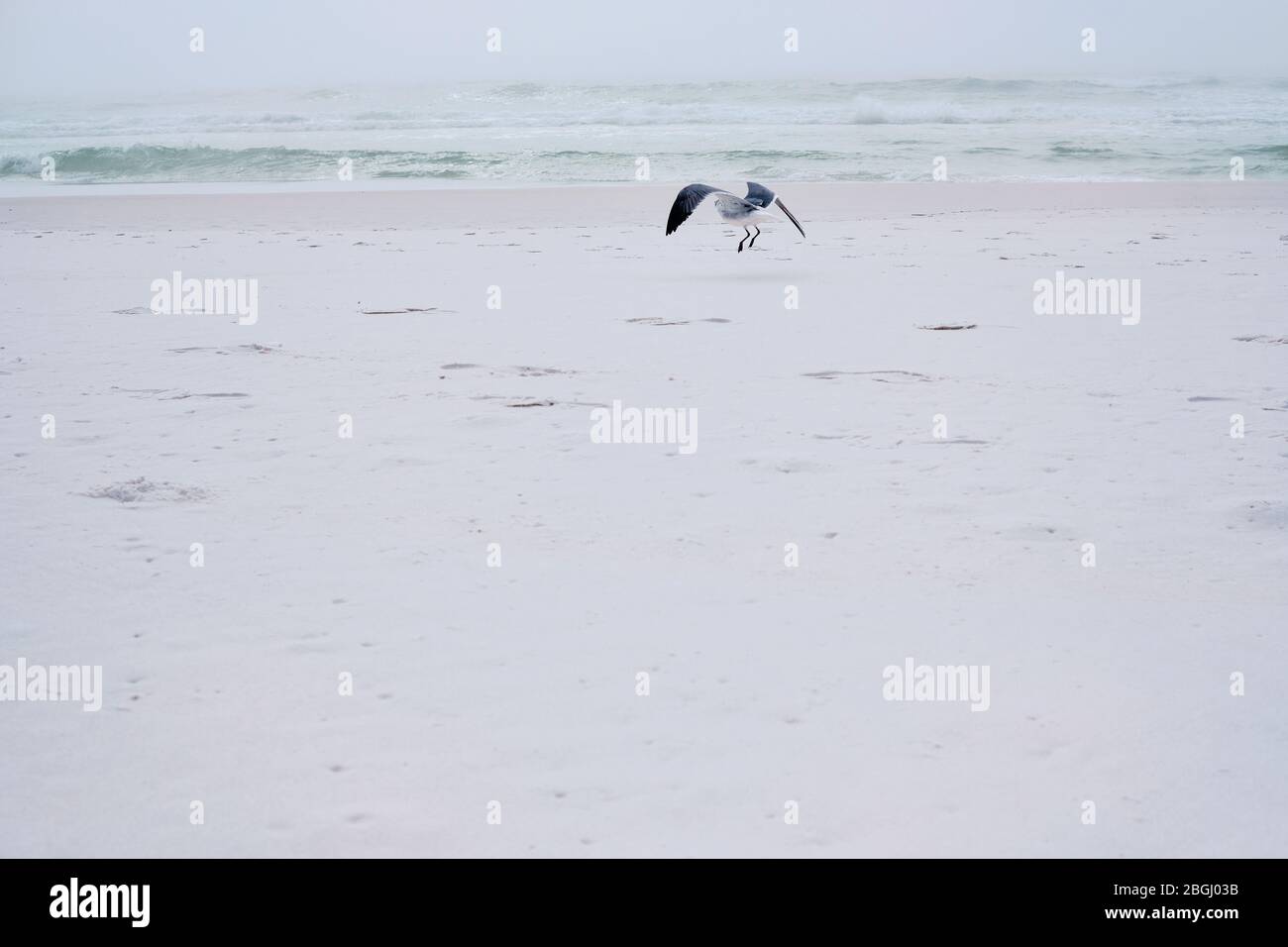 Seagull about to land on pure white sand of Destin beach on Florida's Panhandle coast Stock Photo