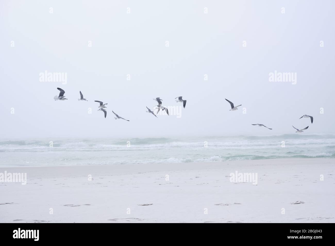 Seagulls fly above dazzling white sand beach near Destin, Florida. Small, breaking waves reveal emerald green tones in the sea water. Stock Photo