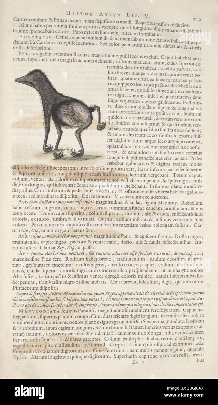 Historia naturalis Brasiliae (Page 219 Stock Photo Alamy