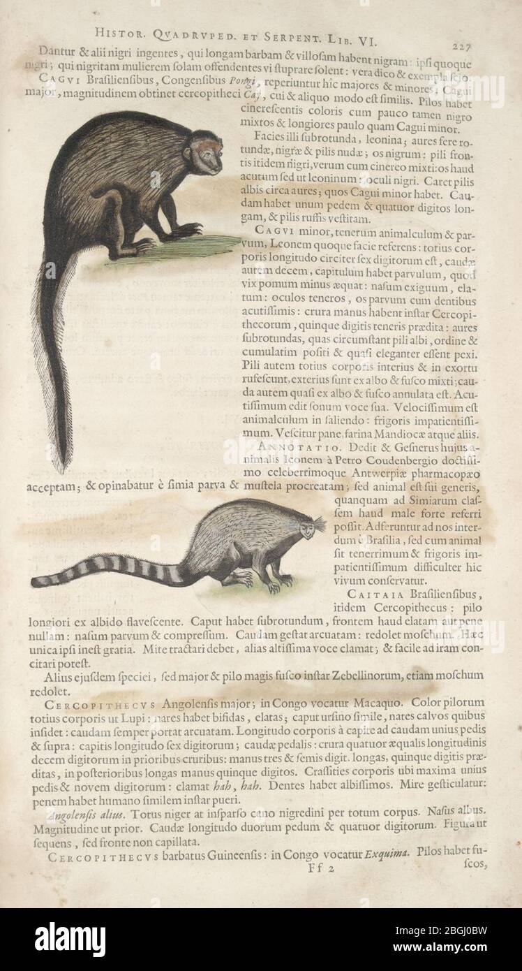 Historia naturalis Brasiliae (Page 227 Stock Photo Alamy