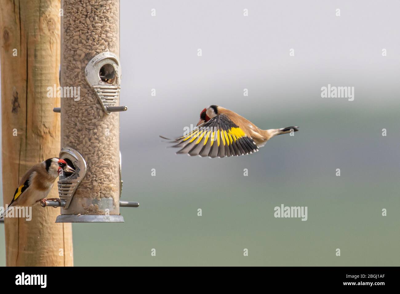 A colorful goldfinch coming in to land on a bird feeder Stock Photo