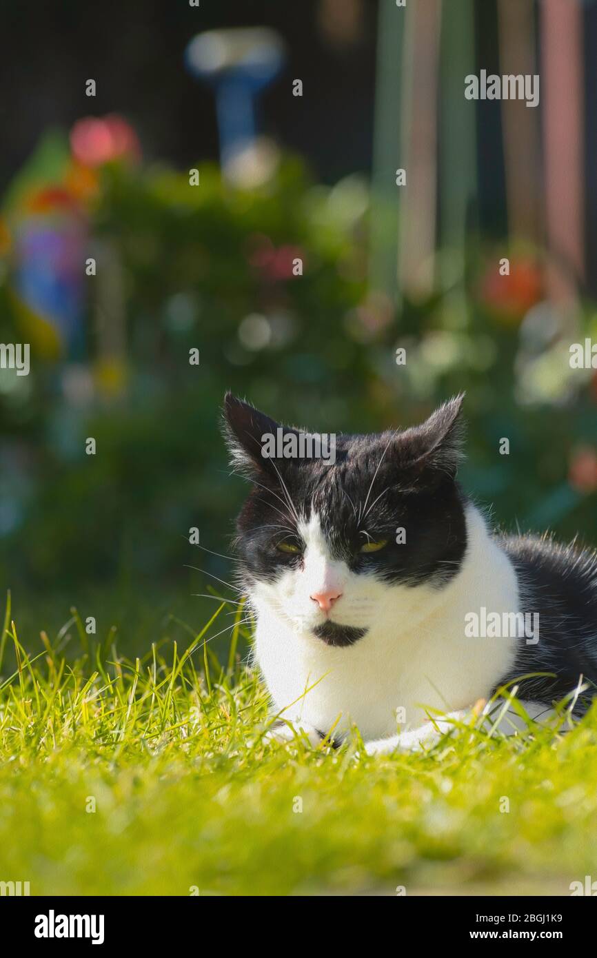 Close up black and white cat at the garden Stock Photo - Alamy