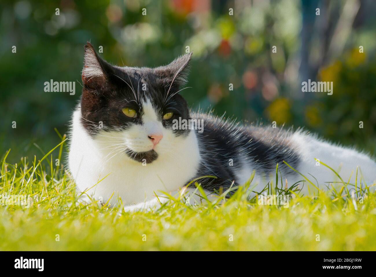 Close up black and white cat at the garden Stock Photo - Alamy