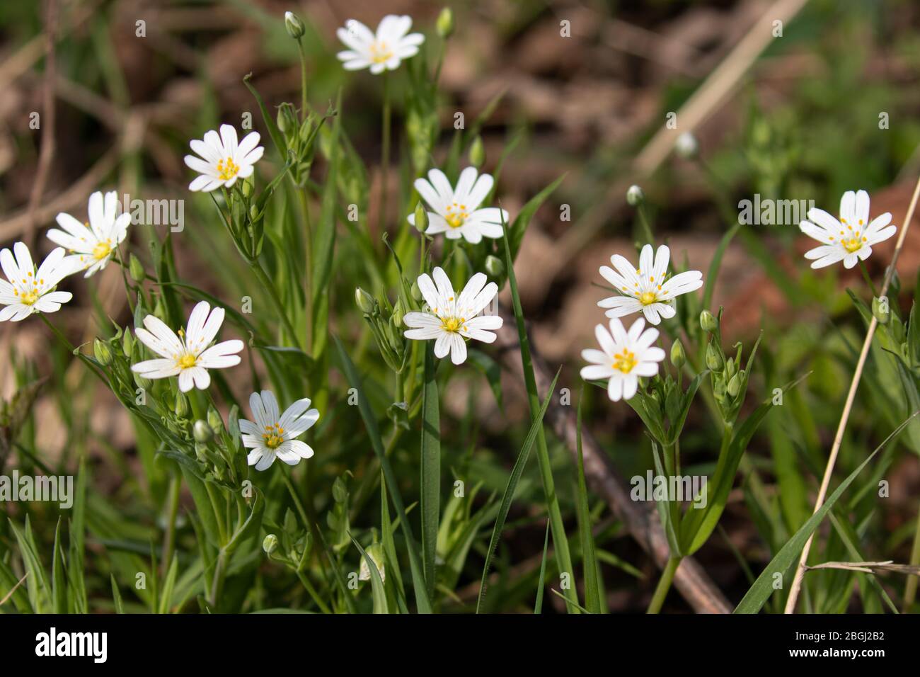 Stitchwort flowers hi-res stock photography and images - Alamy