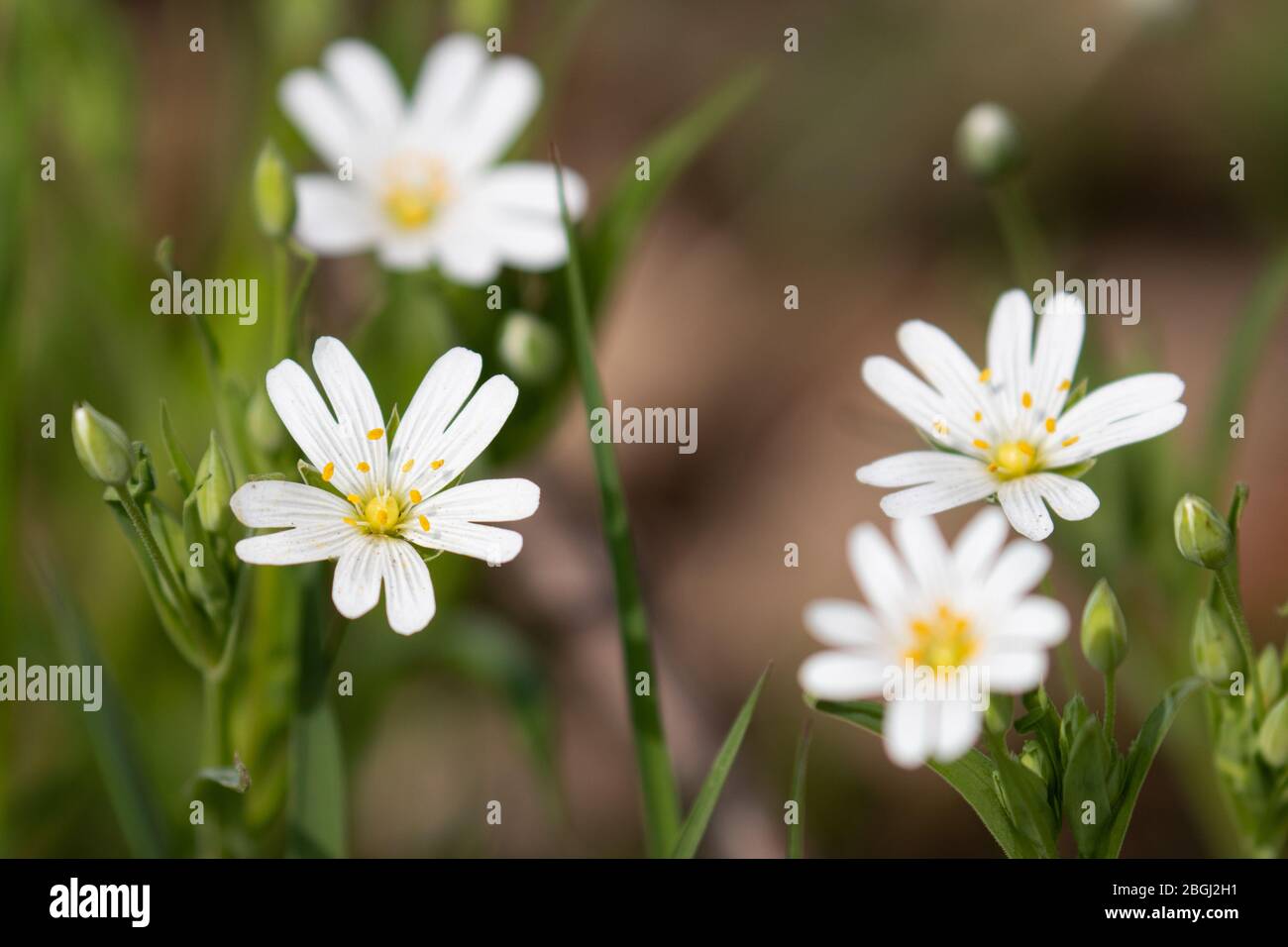 Beautiful white stitchwort flowers in the spring sunshine Stock Photo