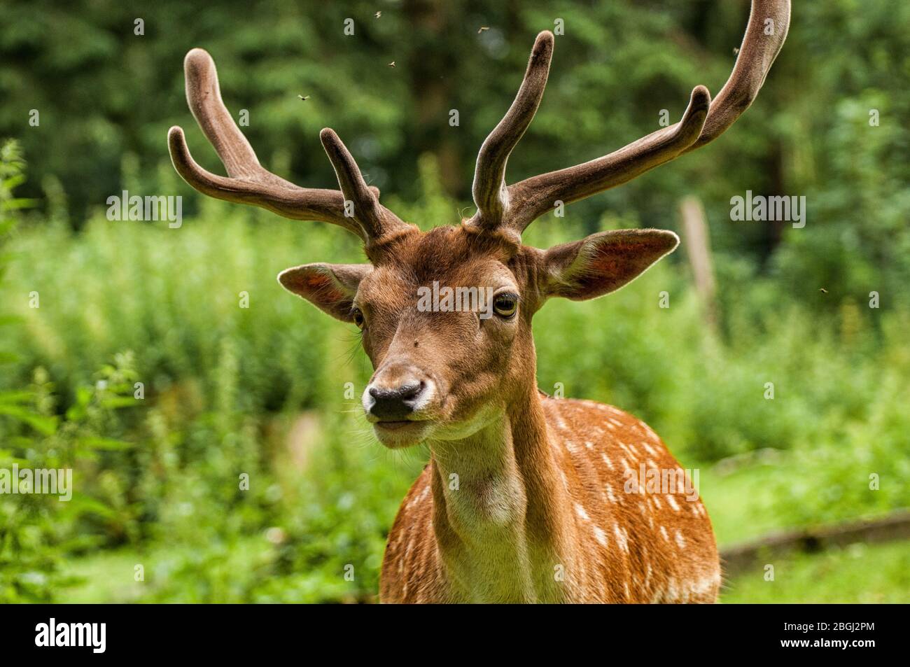 Deer head english hires stock photography and images Alamy