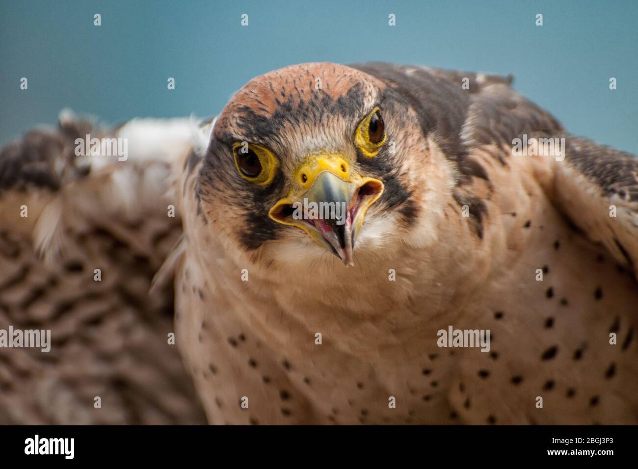 Close-up of the head of a Lanner falcon Stock Photo