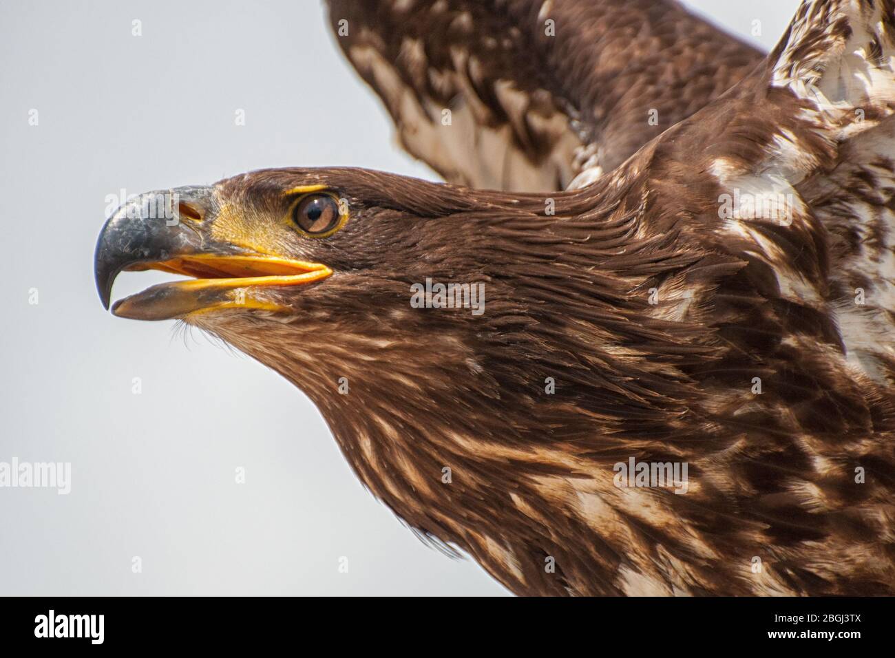 Large eagles head hi-res stock photography and images - Alamy