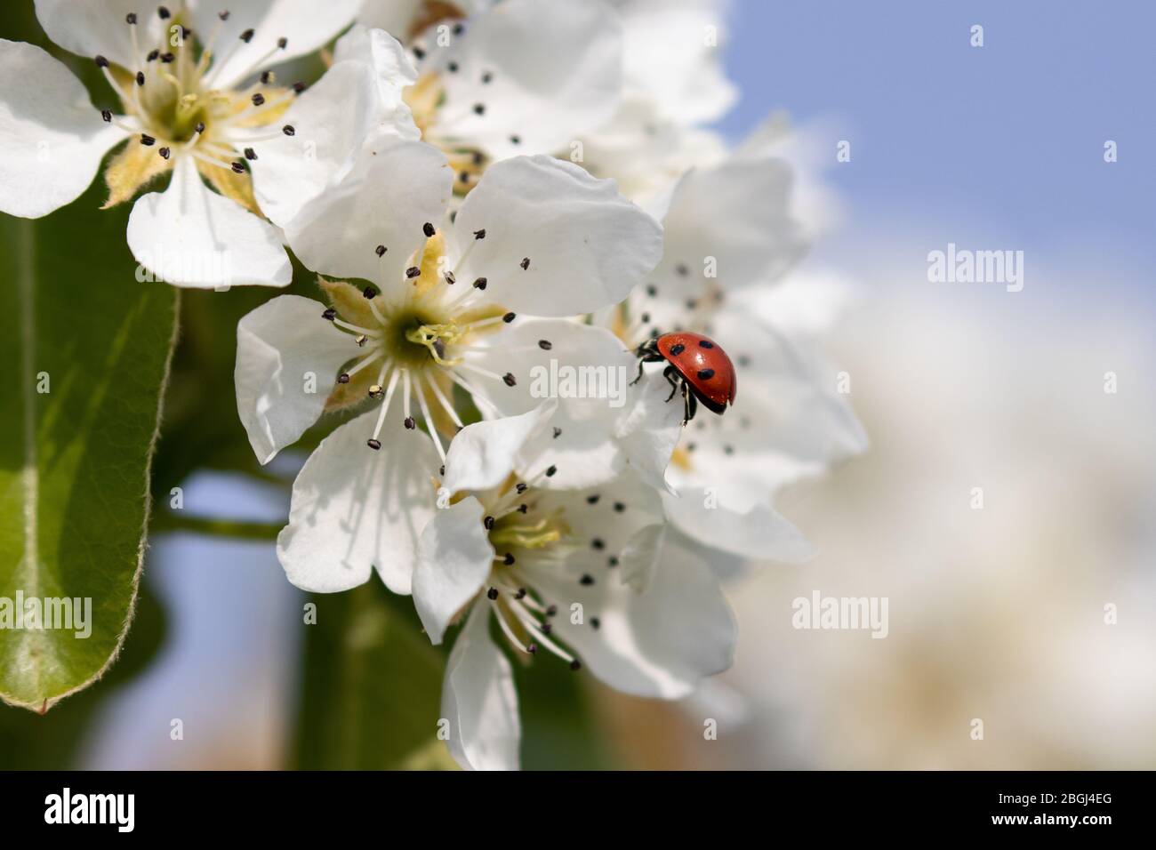 A ladybird climbing on delicate blossom in the spring sunshine Stock Photo