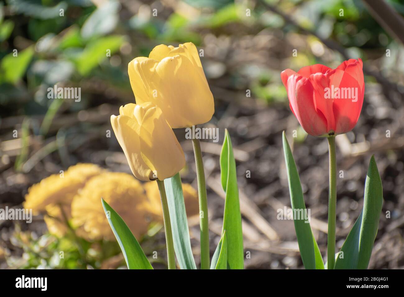 Flowers in early spring, garden tulip, Tulipa gesneriana Stock Photo