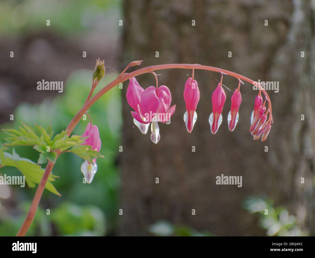 Bleeding-heart, Lamprocapnos spectabilis, lyre-flower, Lady-in-a-bath Stock Photo