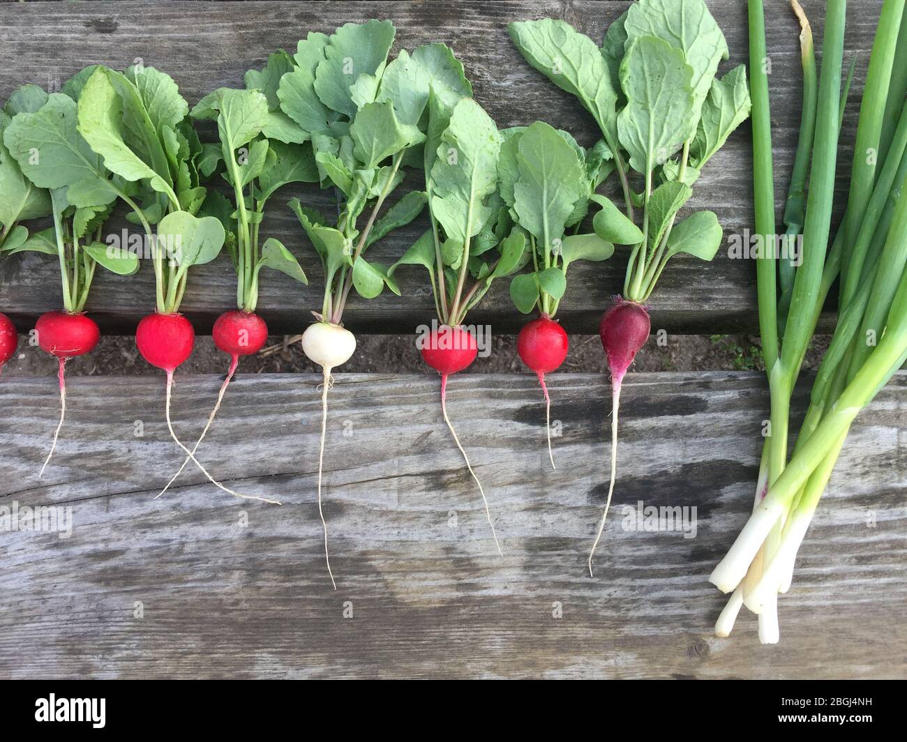 Harvest radishes and chives. Growing organic vegetables on your own vegetable garden. Stock Photo