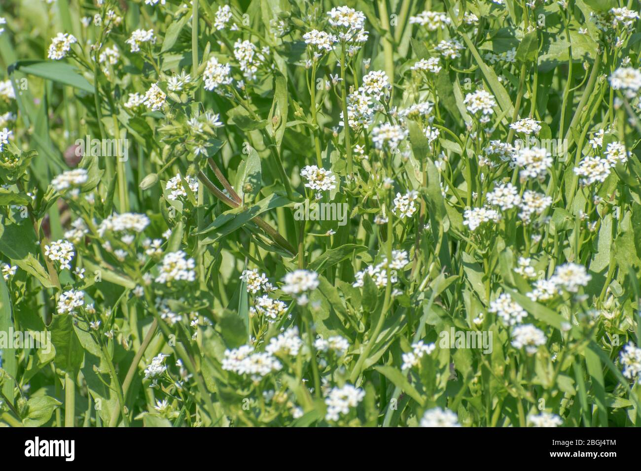 Blooming watercress, Nasturtium officinale Stock Photo