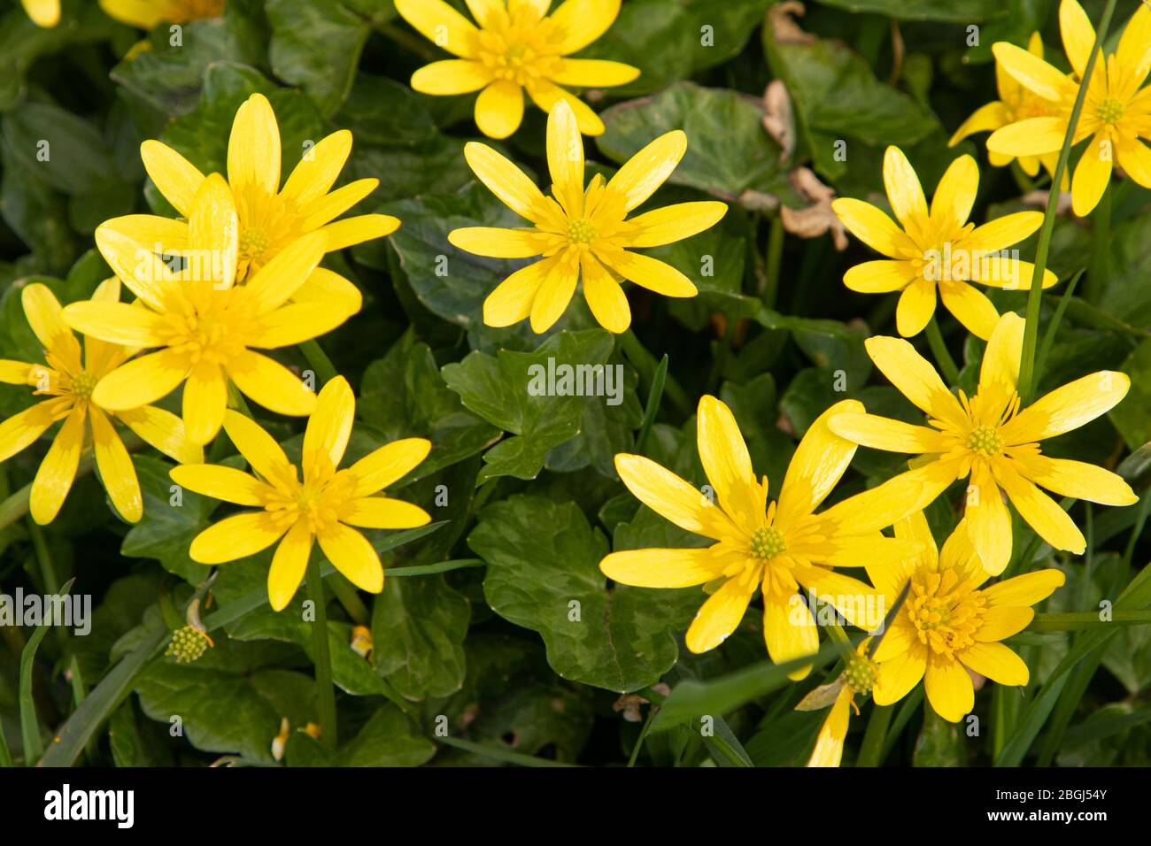 Vibrant yellow celandine flowers Stock Photo