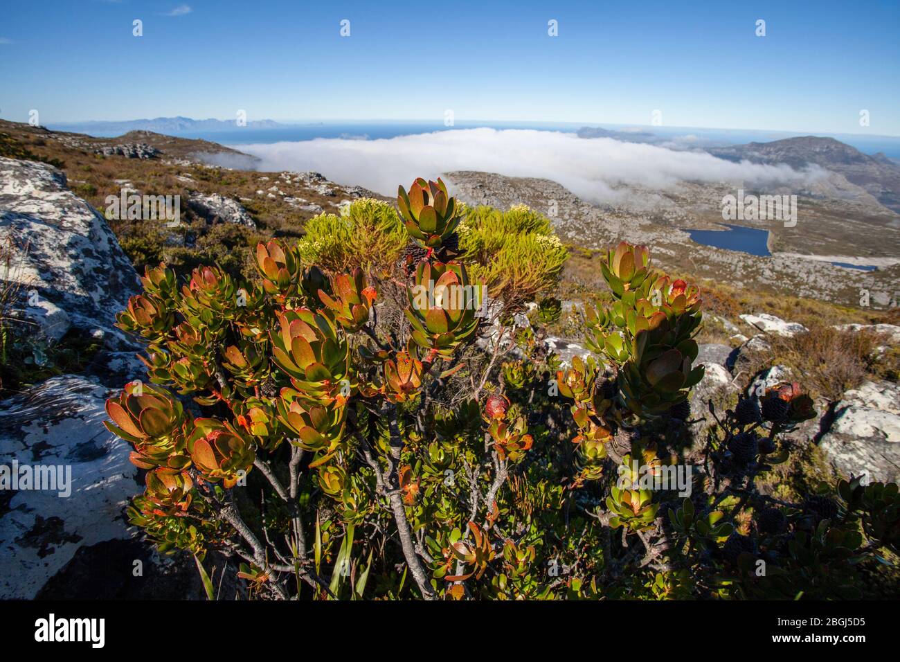 Protea on Table mountain, Cape Town, South Africa Stock Photo