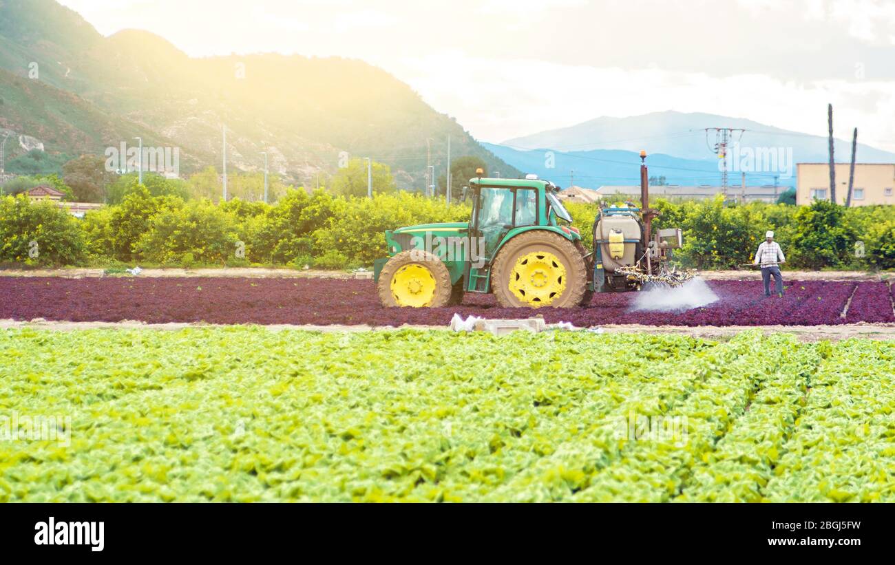 Tractor Spraying Pesticide Pesticides Or Insecticide Spray On Lettuce Or Iceberg Field At 