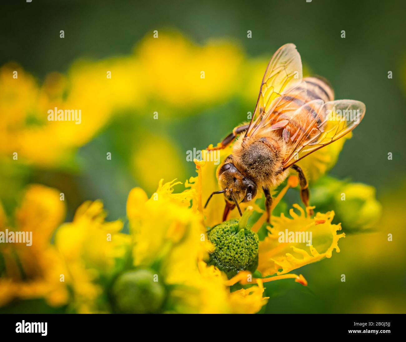 Close up Of Cute Bee on Yellow Flowers Stock Photo