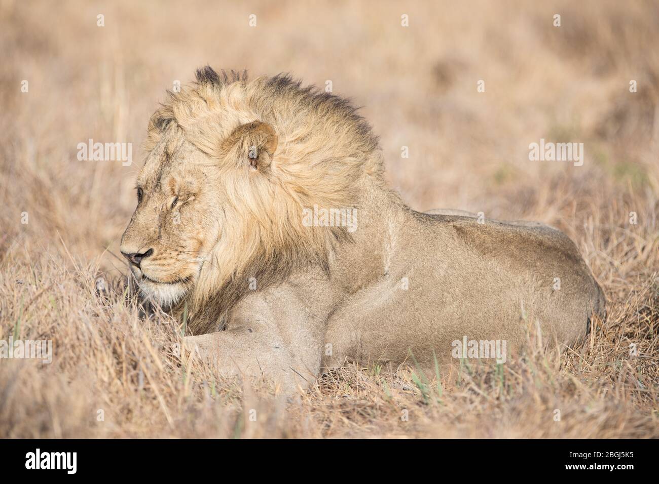 Busanga Plains, an exclusive safari destination in Kafue National Park, North-Western, Zambia, is home to a pride of African lions, Panthera leo. Stock Photo
