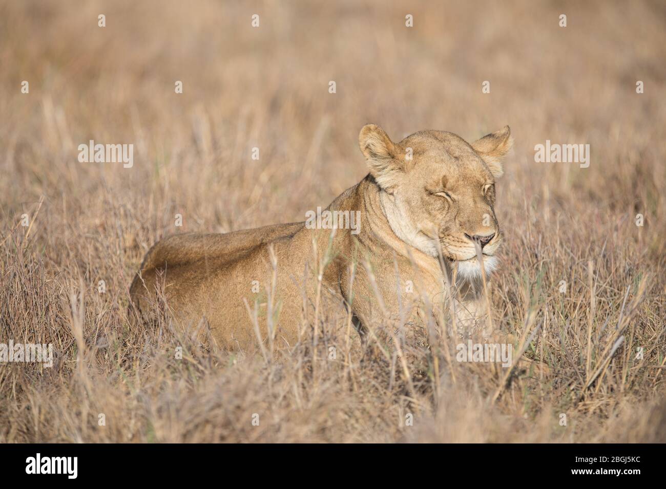 Busanga Plains, an exclusive safari destination in Kafue National Park, North-Western, Zambia, is home to a pride of African lions, Panthera leo. Stock Photo