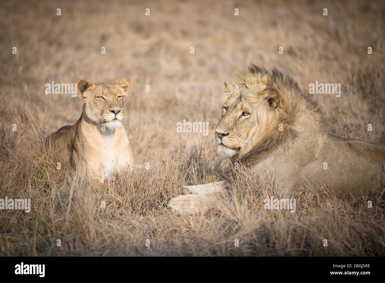 Busanga Plains, an exclusive safari destination in Kafue National Park, North-Western, Zambia, is home to a pride of African lions, Panthera leo. Stock Photo