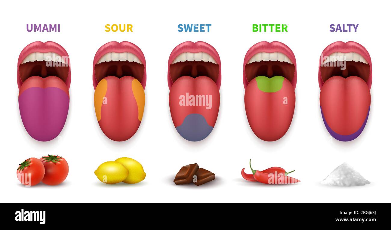 Human tongue basic taste areas. Smack map in mouth sweet, salty, sour, bitter and umami vector diagram isolated on white background. Illustration of localization sense sugary zone Stock Vector