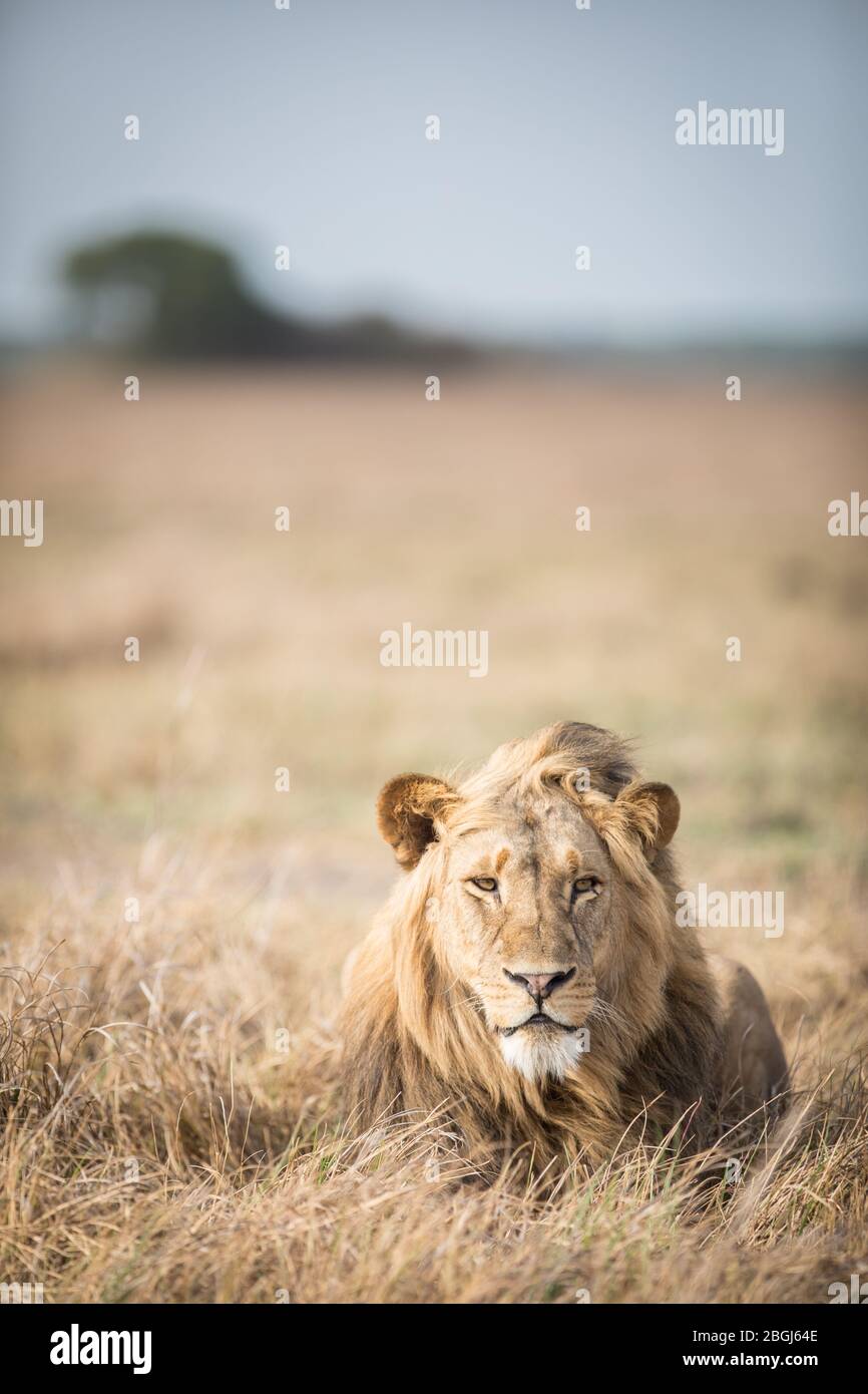 Busanga Plains, an exclusive safari destination in Kafue National Park, North-Western, Zambia, is home to a pride of African lions, Panthera leo. Stock Photo