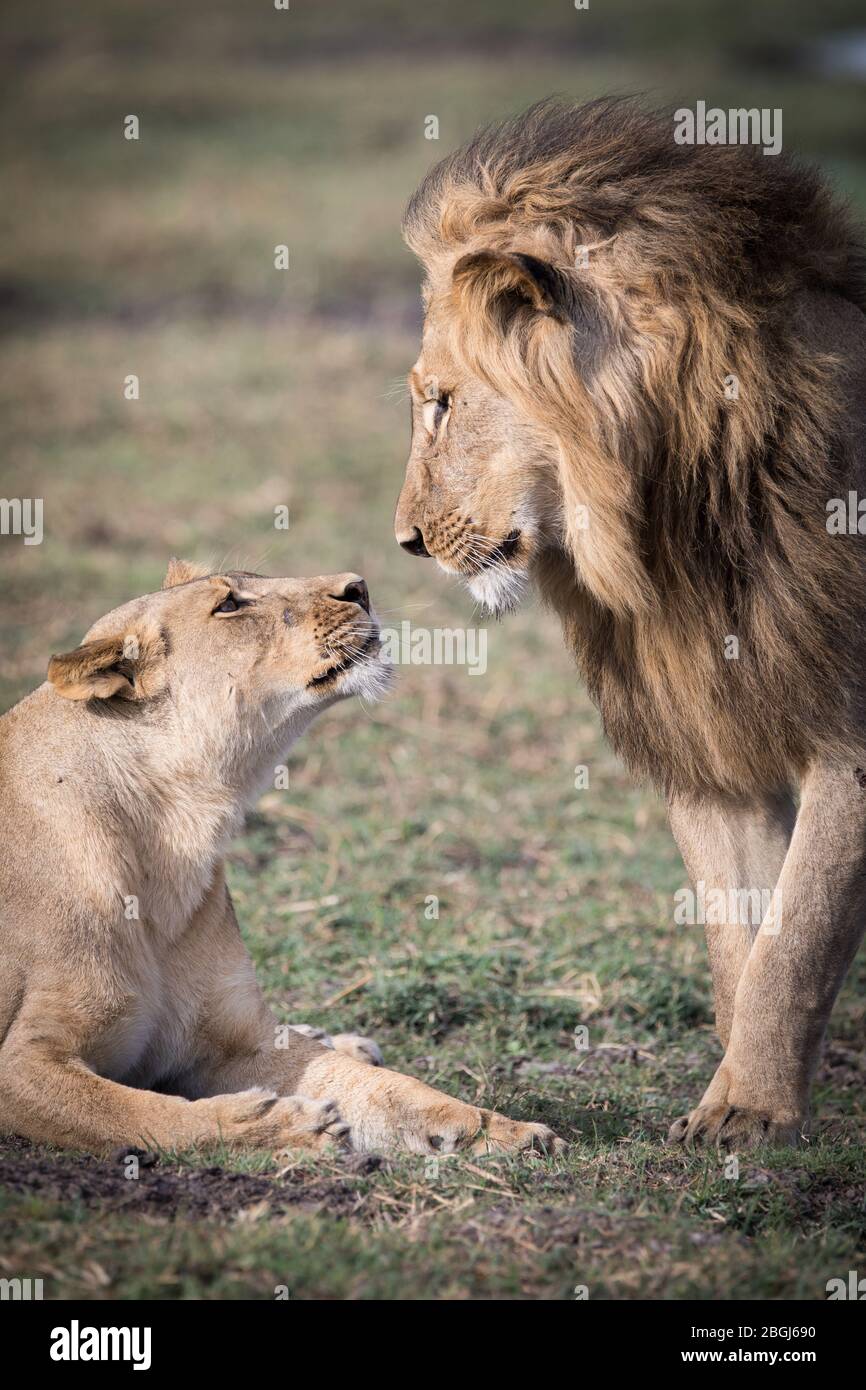 Busanga Plains, an exclusive safari destination in Kafue National Park, North-Western, Zambia, is home to a pride of African lions, Panthera leo. Stock Photo