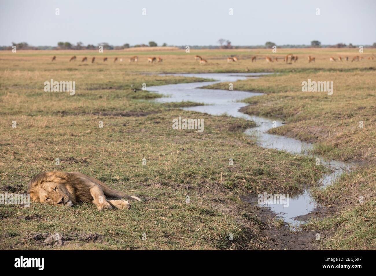 Busanga Plains, an exclusive safari destination in Kafue National Park, North-Western, Zambia, is home to a pride of African lions, Panthera leo. Stock Photo