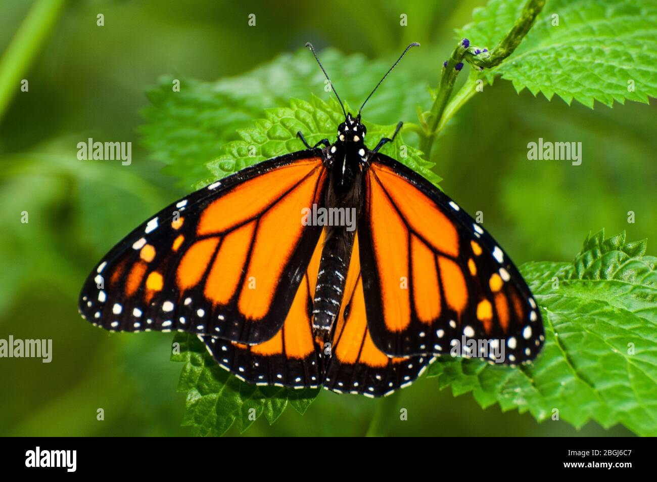 A monarch butterfly sits on a leaf Stock Photo