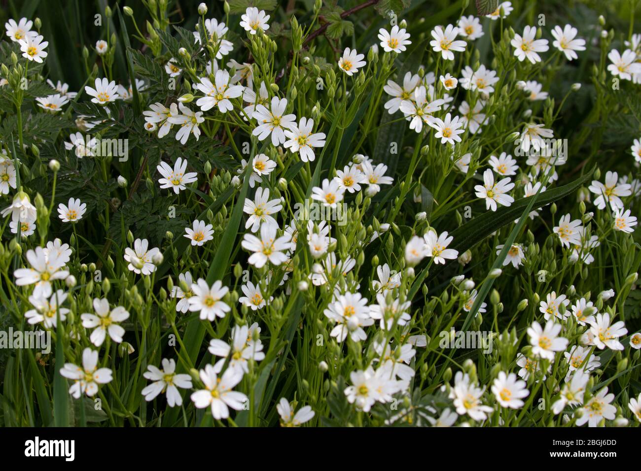 Beautiful greater stitchwort flowers Stock Photo