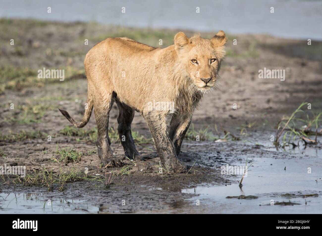 Busanga Plains, an exclusive safari destination in Kafue National Park, North-Western, Zambia, is home to a pride of African lions, Panthera leo. Stock Photo