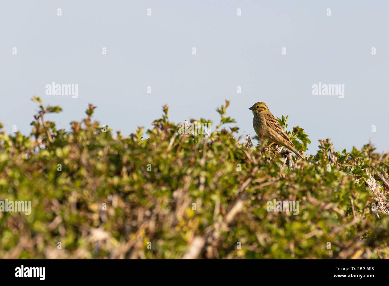 A bird perched in the top of a hedgerow against a blue sky Stock Photo