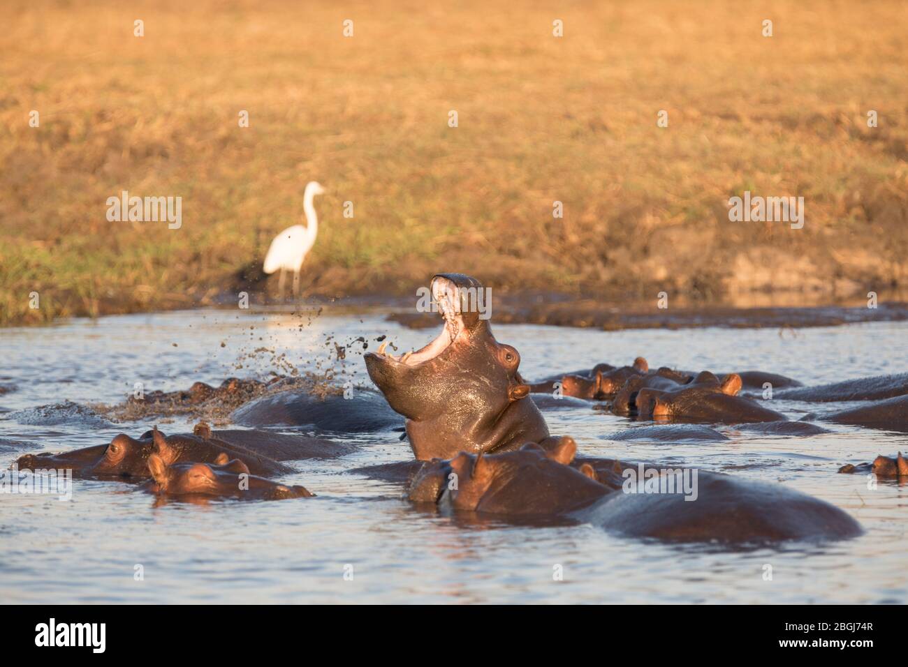 Busanga Plains, an exclusive safari destination in Kafue National Park, North-Western, Zambia, has waterways full of hippo, Hippopotamus amphibius Stock Photo