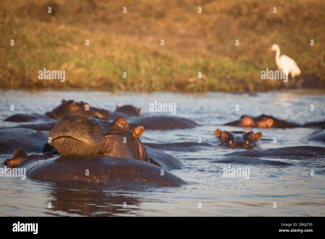 Busanga Plains, an exclusive safari destination in Kafue National Park, North-Western, Zambia, has waterways full of hippo, Hippopotamus amphibius Stock Photo