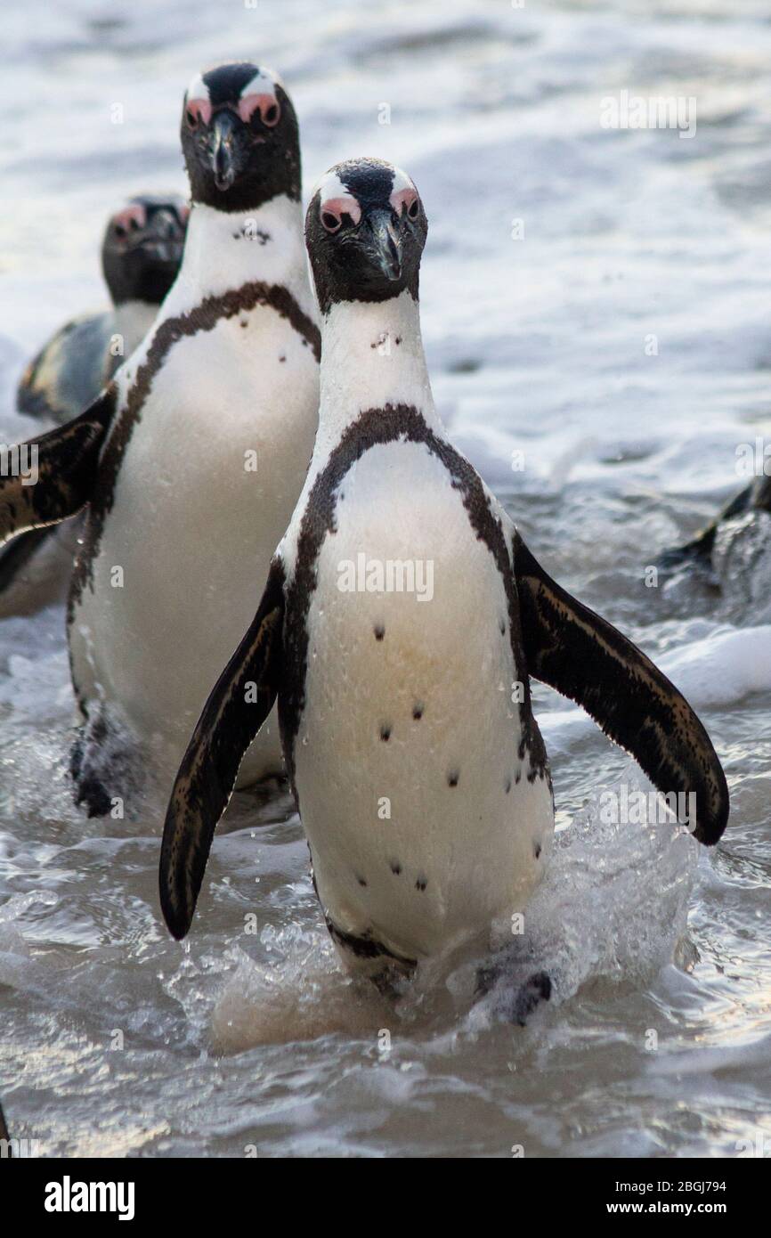 The African penguin, also known as the Cape penguin, and South African penguin Stock Photo