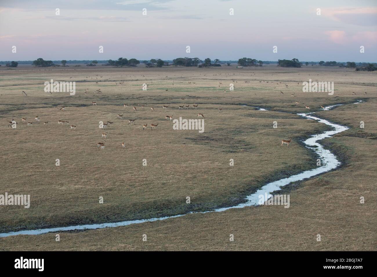 Busanga Plains, an exclusive safari destination in Kafue National Park, North-Western, Zambia with abundant wildlife like lechwe antelope, kobus leche Stock Photo