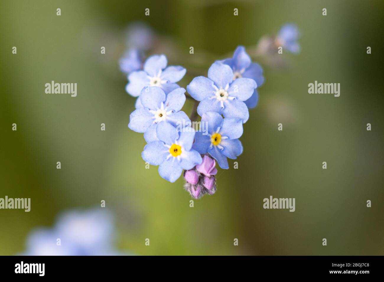 Beautiful blue forget-me flowers Stock Photo