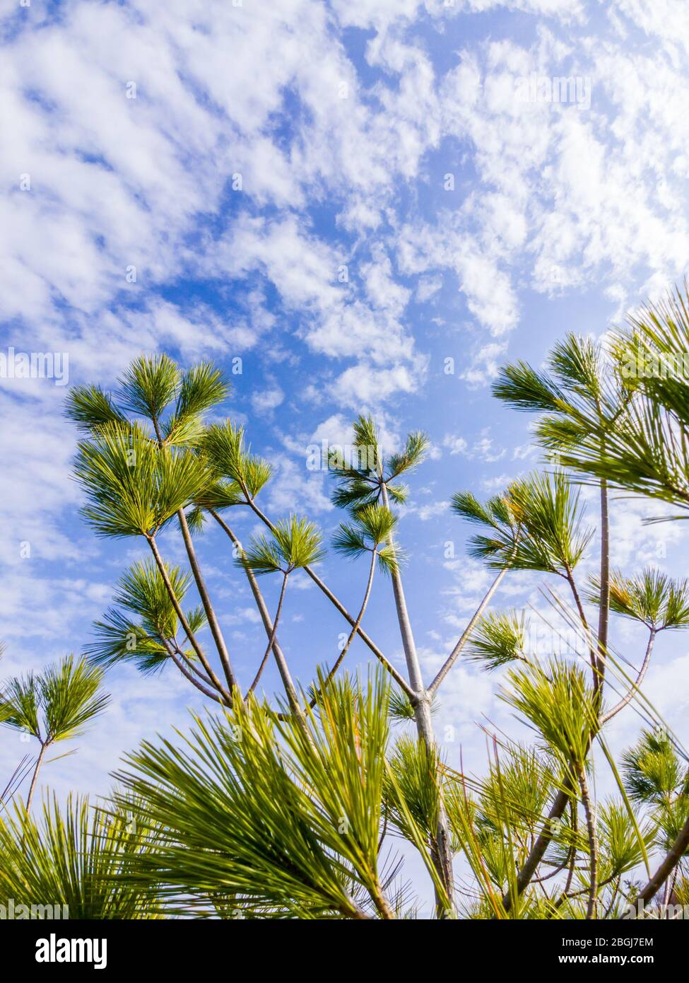 Sparse branches of long-needled evergreen tree against sky and clouds. Stock Photo