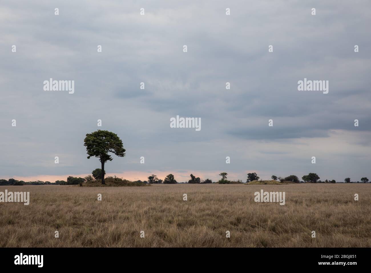 Tree and grasslands in scenic savanna landscape, Busanga Plains, Kafue National Park, North Western Province, Zambia. Stock Photo